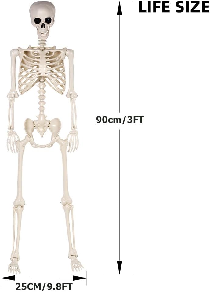 2 Pack 36" Halloween Skeleton - 3 ft Life Size Human Skeleton with Full Body Posable Joints - Spooky Scary Plastic Skeletons for Outdoor Decoration, Halloween Party Decor, Haunted House Props
