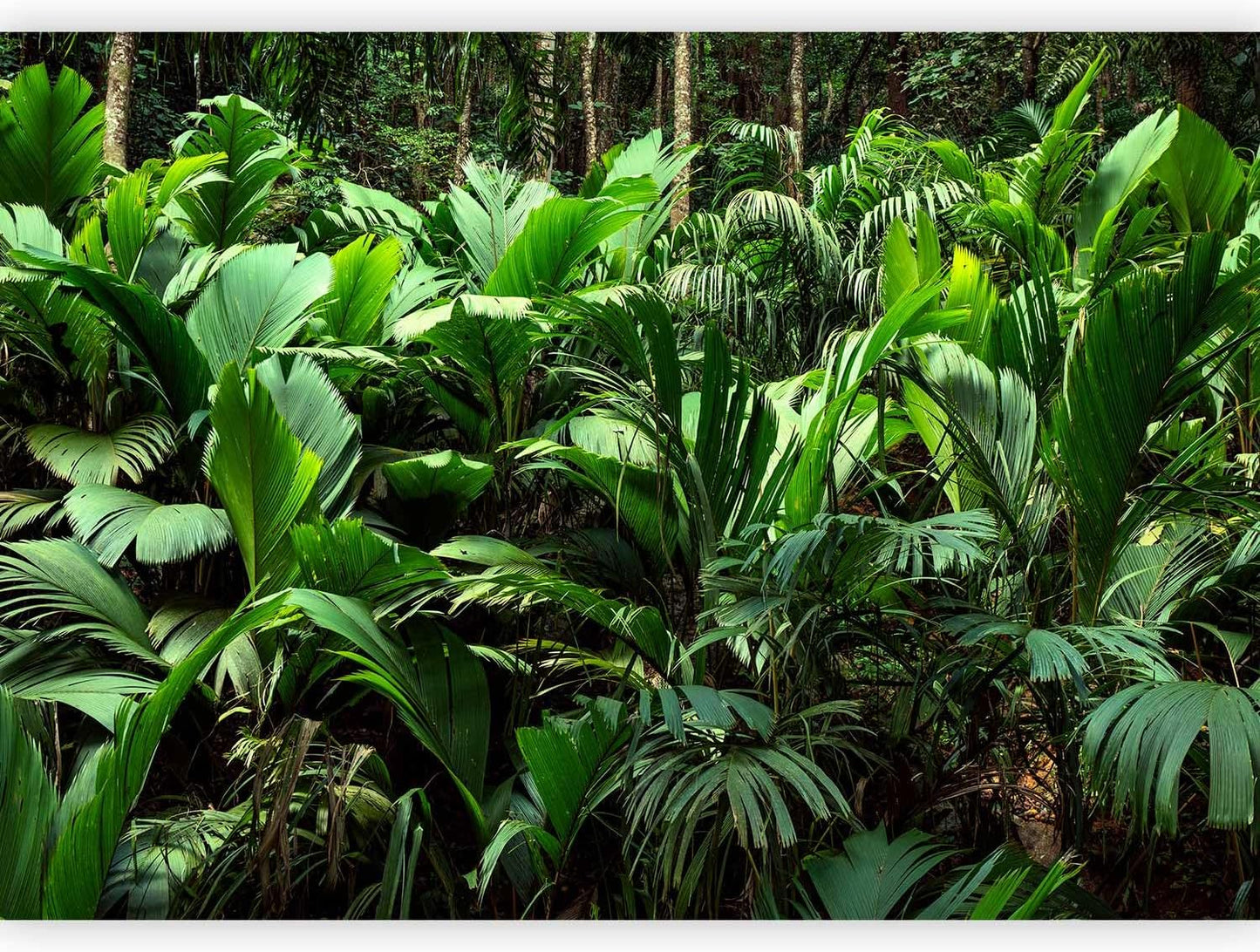 artgeist Premium Wall Mural Nature 138x101 in - XXL Non-Woven Wallpaper Fleece Wall Decor Photo Print Picture Image Design Botanical Plants Jungle Leaves b-B-0594-a-a