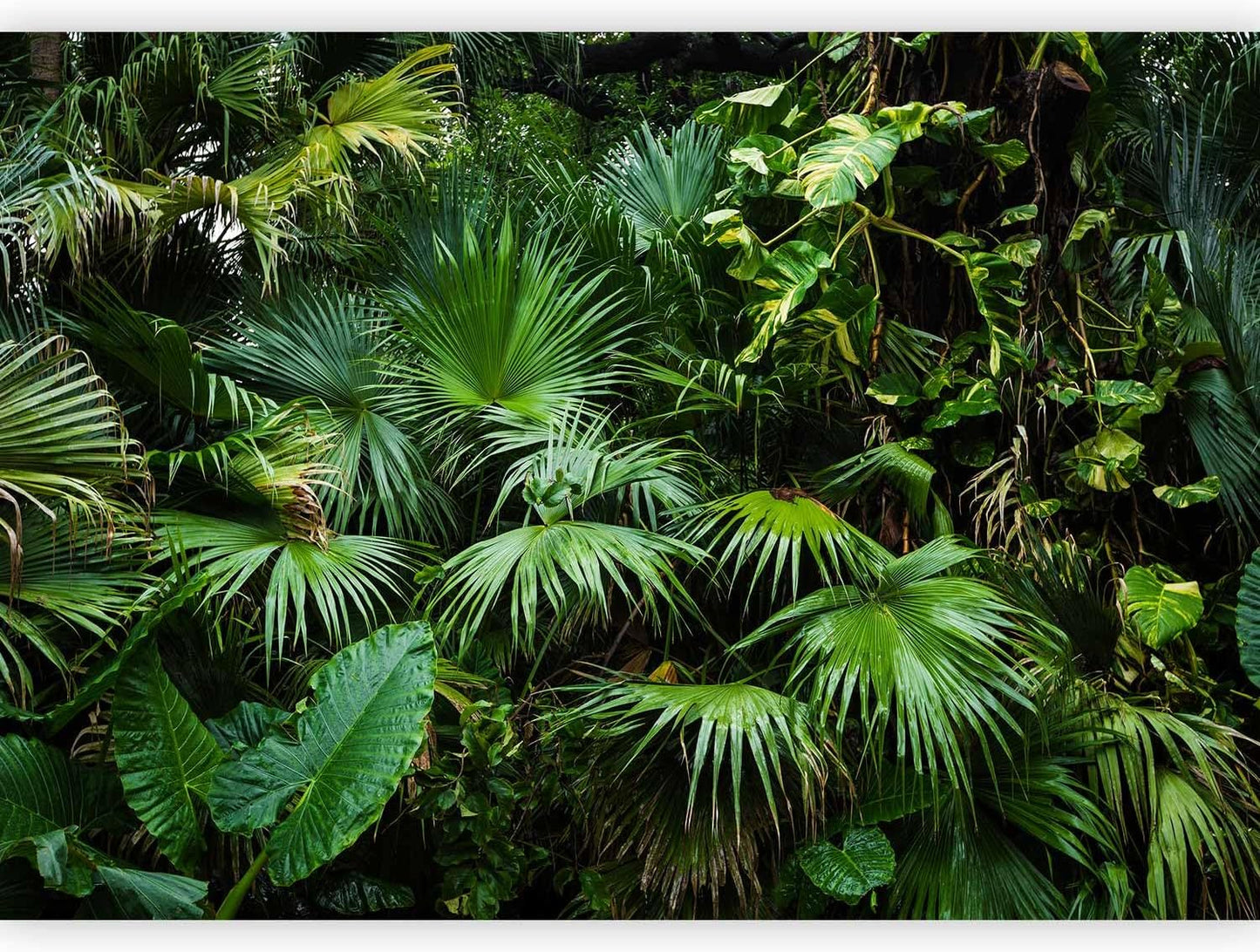 artgeist Wall Mural Tropical 157x110 in - XXL Non-Woven Wallpaper Fleece Wall Decor Photo Print Picture Image Design Home b-B-0312-a-a